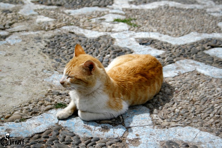 gatochefchaouen