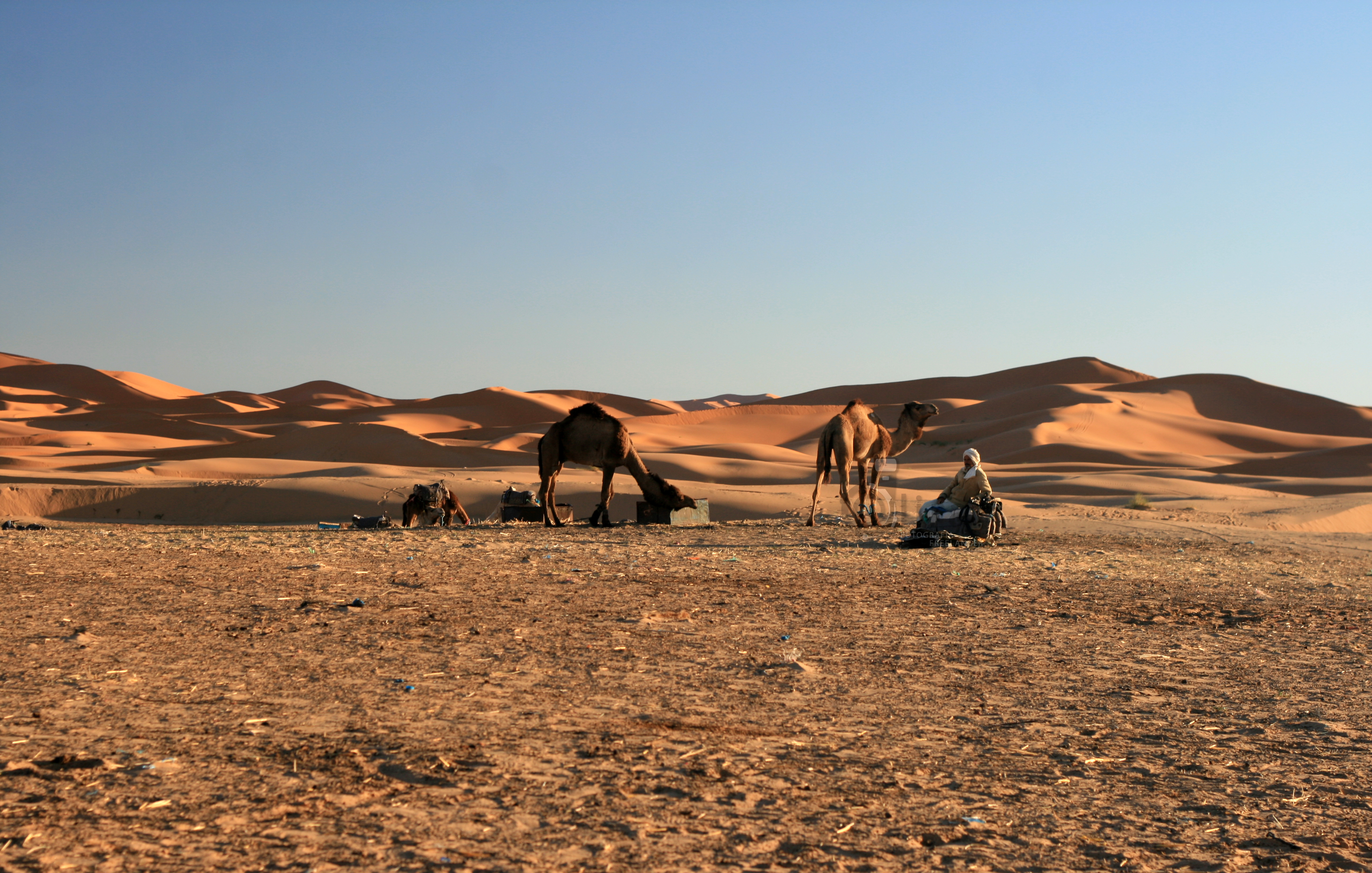 desertoshaaramerzougacamelos