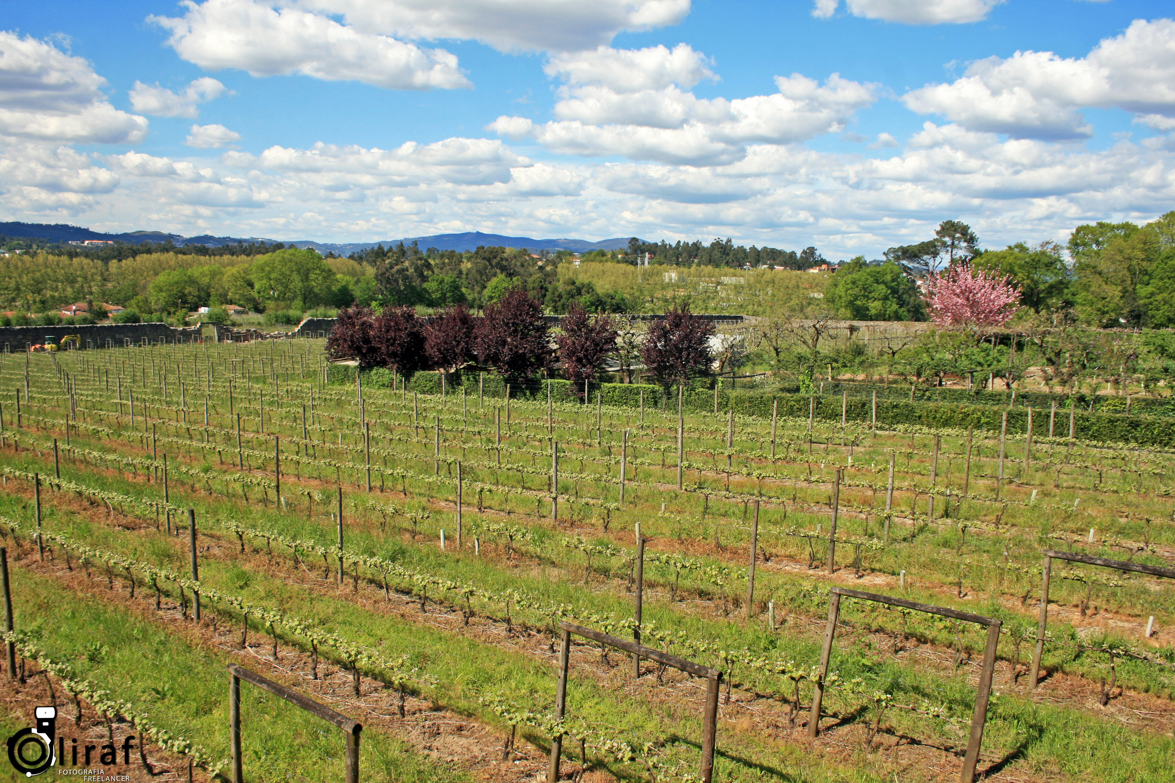 quinta-da-aveleda-10