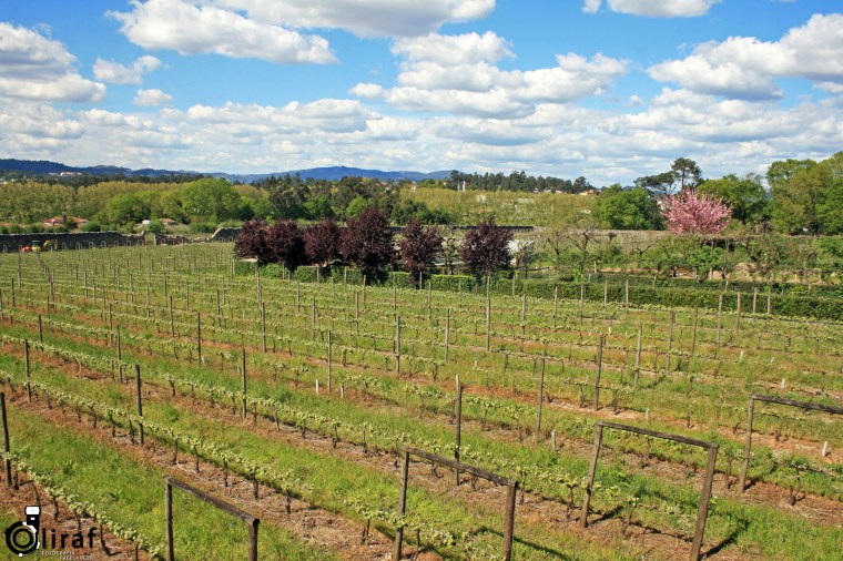 quinta-da-aveleda-10